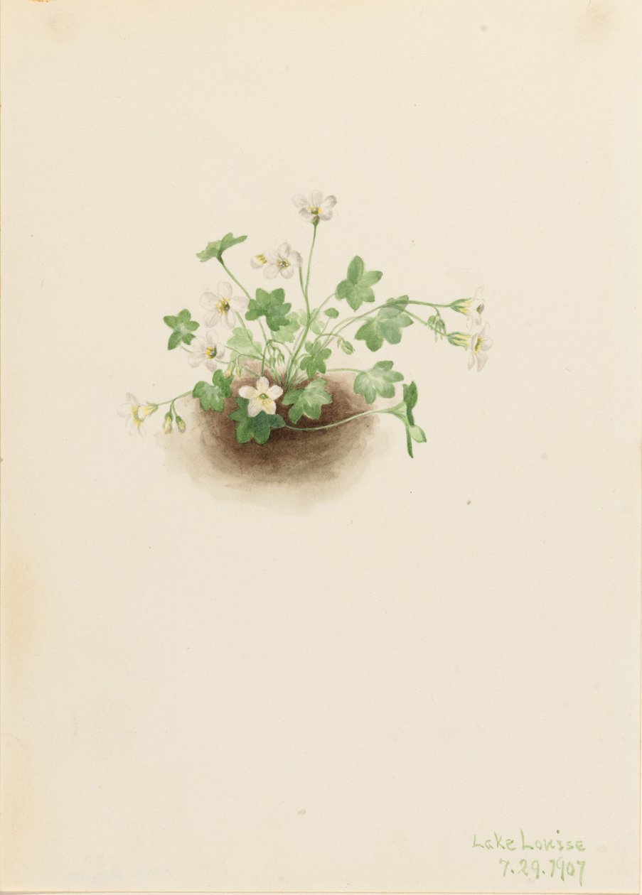 Jungfru Marie nyckelpiga (Romanzoffia sitchensis) av Mary Vaux Walcott