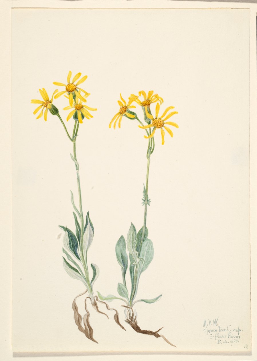 Montana Parnassia (Parnassia montanesis) av Mary Vaux Walcott
