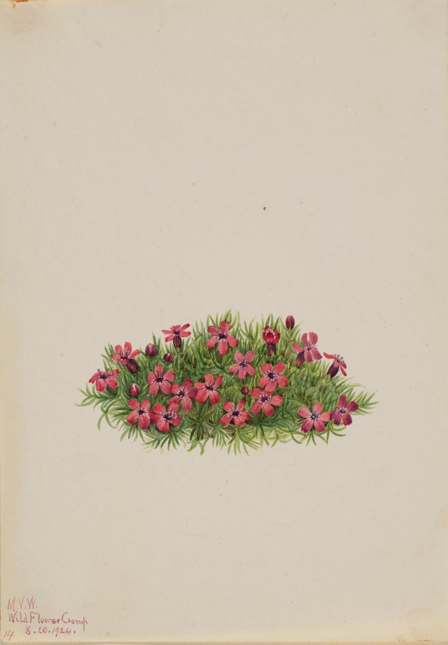 Mossnejlika (Silene acaulis) av Mary Vaux Walcott