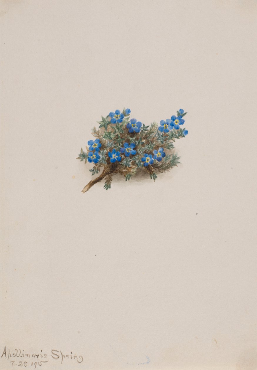 Förgätmigej (Eritichum elongatum) av Mary Vaux Walcott