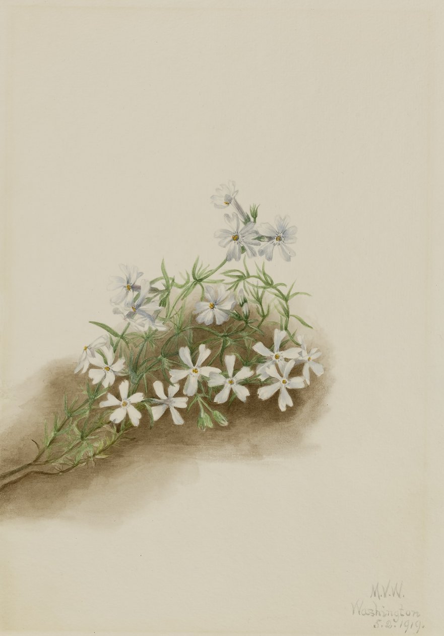 Mossrosa (Phlox subulate) av Mary Vaux Walcott