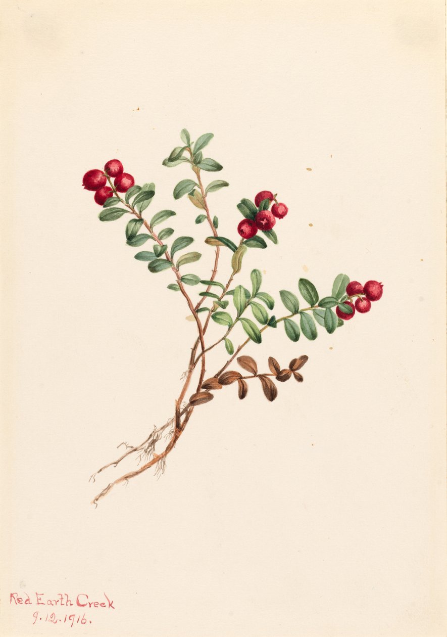 Fjälltranbär (Vaccinium vitisdaea minus) av Mary Vaux Walcott