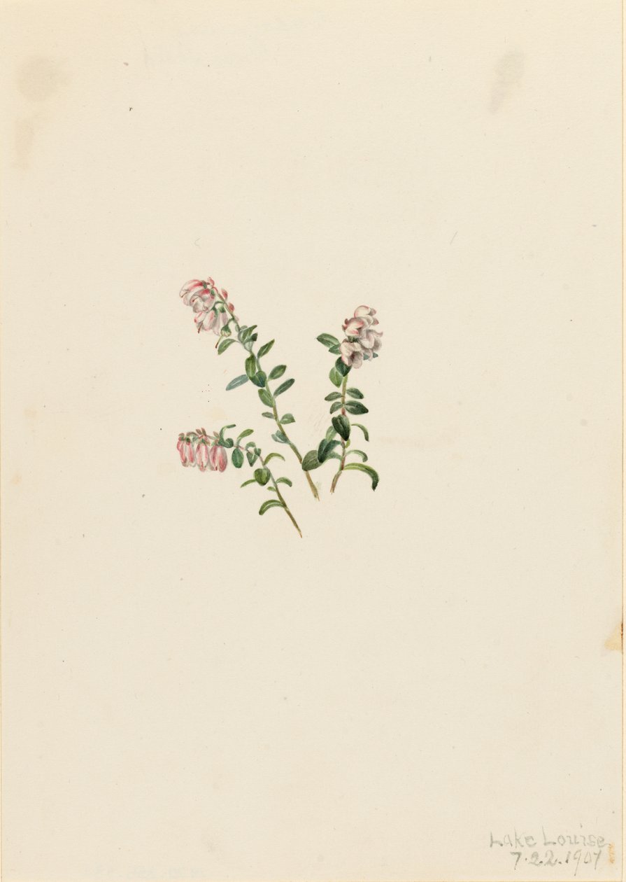 Mountain Cranberry Vaccinium vitisidaea minus, 1907. av Mary Vaux Walcott