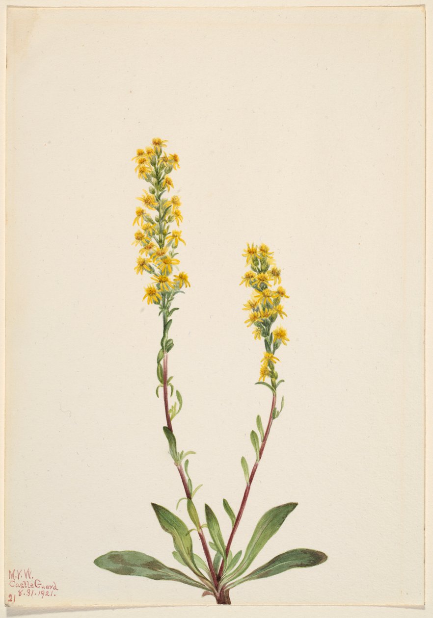 Bergsguldris (Solidago oreophila) av Mary Vaux Walcott