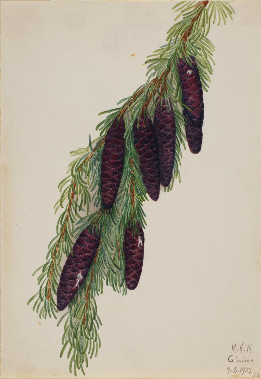 Bergshemlock (Tsuga mertensiana) av Mary Vaux Walcott