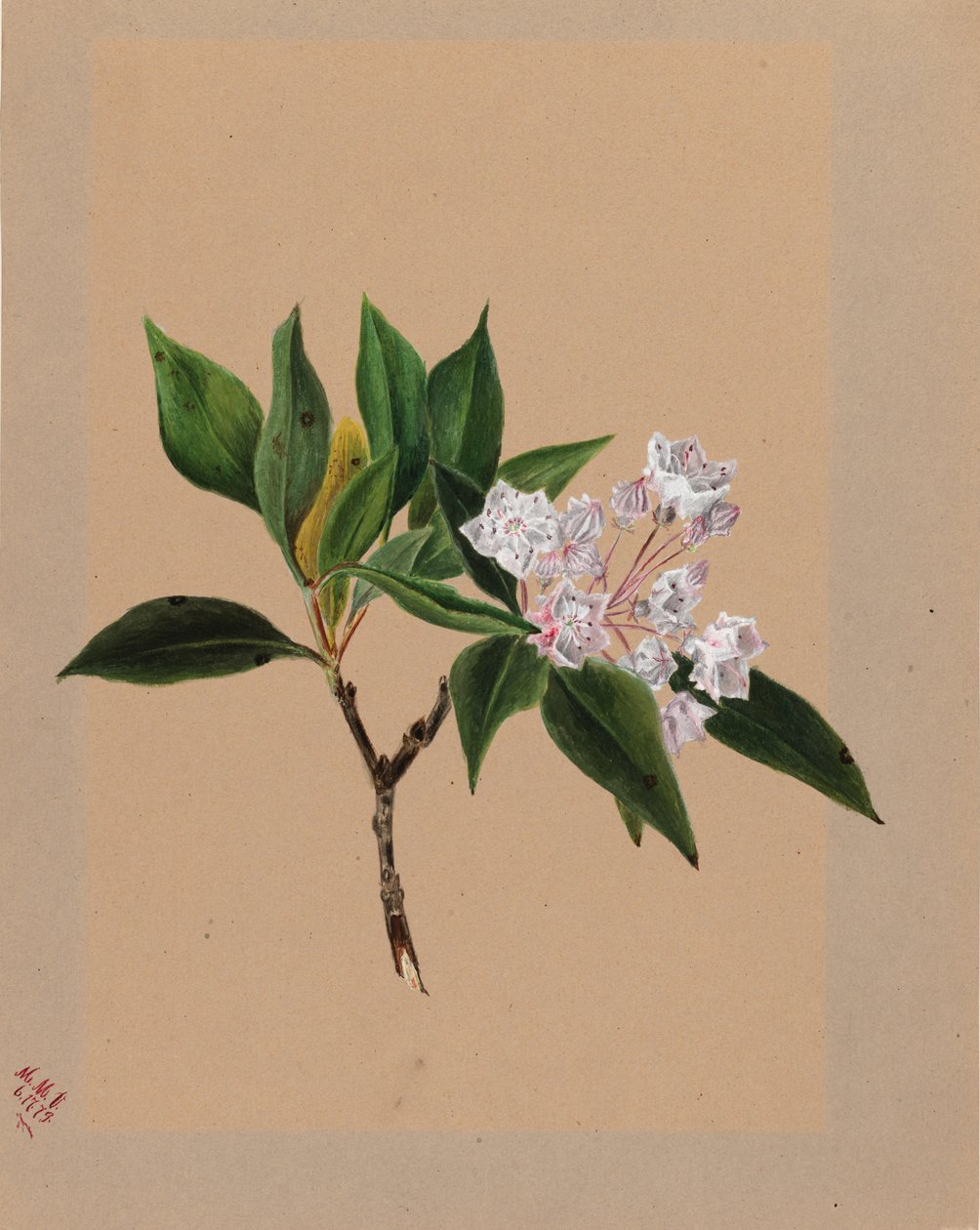 Berg Laurel Kalmia latifolia, 1879. av Mary Vaux Walcott