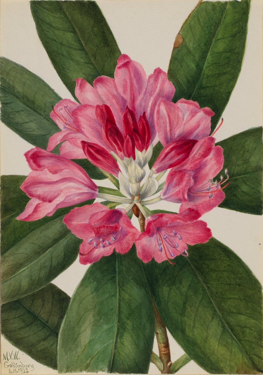 Bergsros (Rhododendron catawbiense) av Mary Vaux Walcott