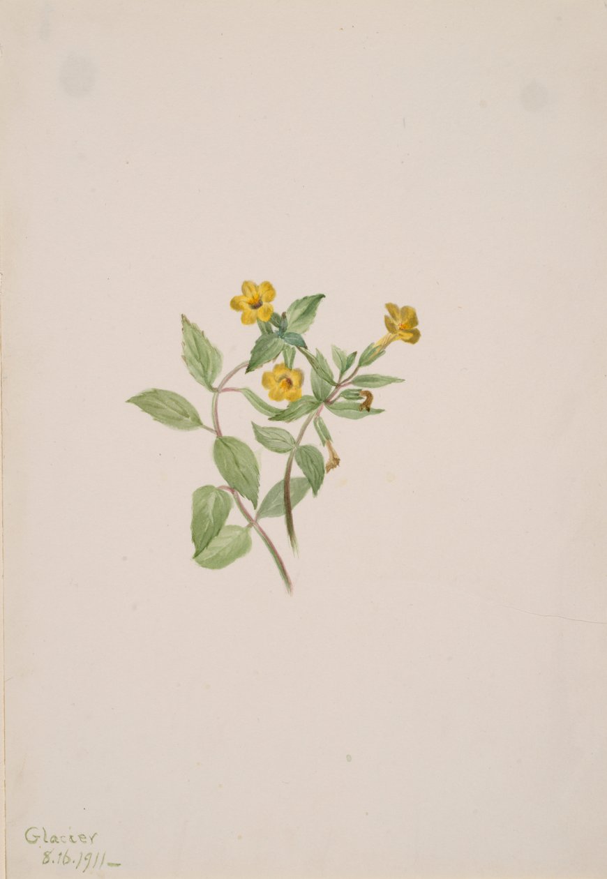 Mysk-blomma Mimulus moschatus, 1911. av Mary Vaux Walcott