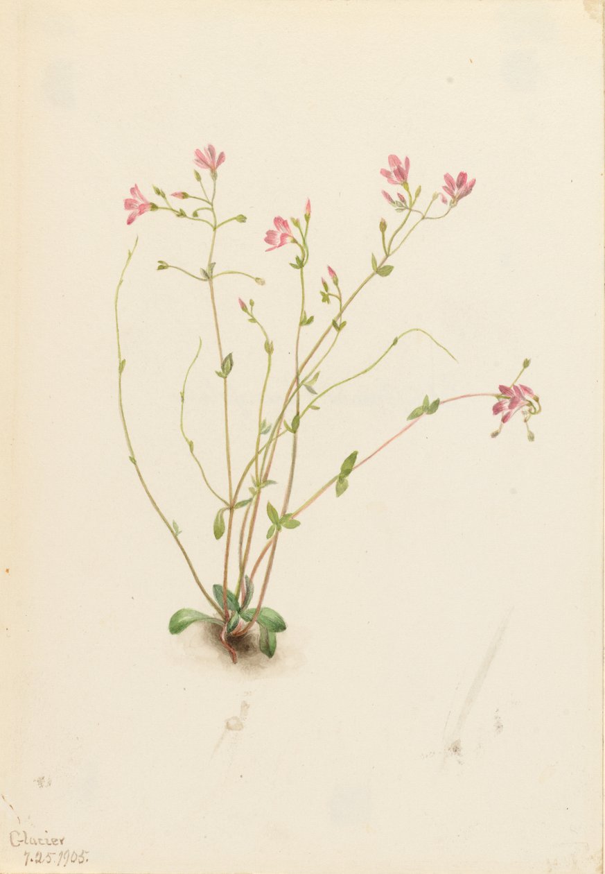 Naiad vårskönhet (Claytonia parvifolia) av Mary Vaux Walcott