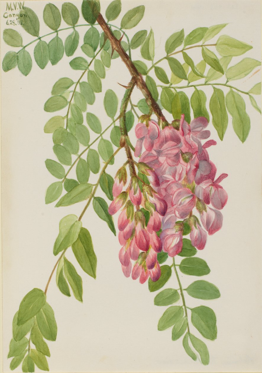 Ny mexikansk gräshoppa (Robinia neomexicana) av Mary Vaux Walcott
