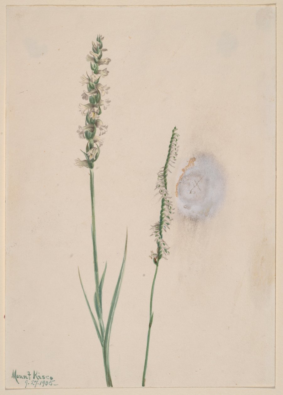 Noddande damtressar (Ibidium cernum) av Mary Vaux Walcott