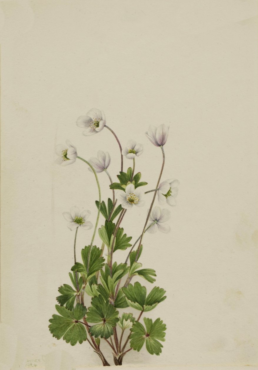 Norra anemone Anemone parviflora, 1924. av Mary Vaux Walcott