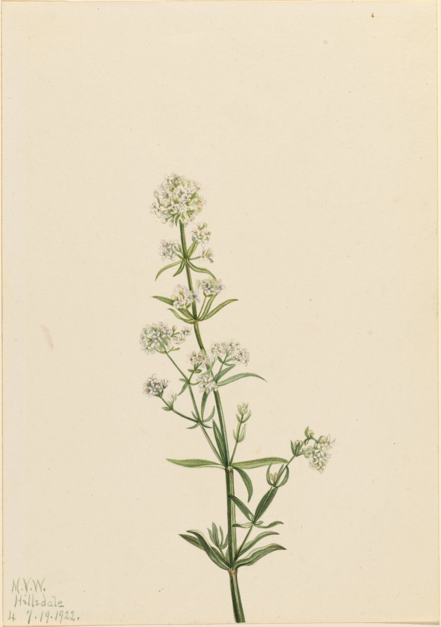 Nordlig bäckbräsma (Galium boreale) av Mary Vaux Walcott