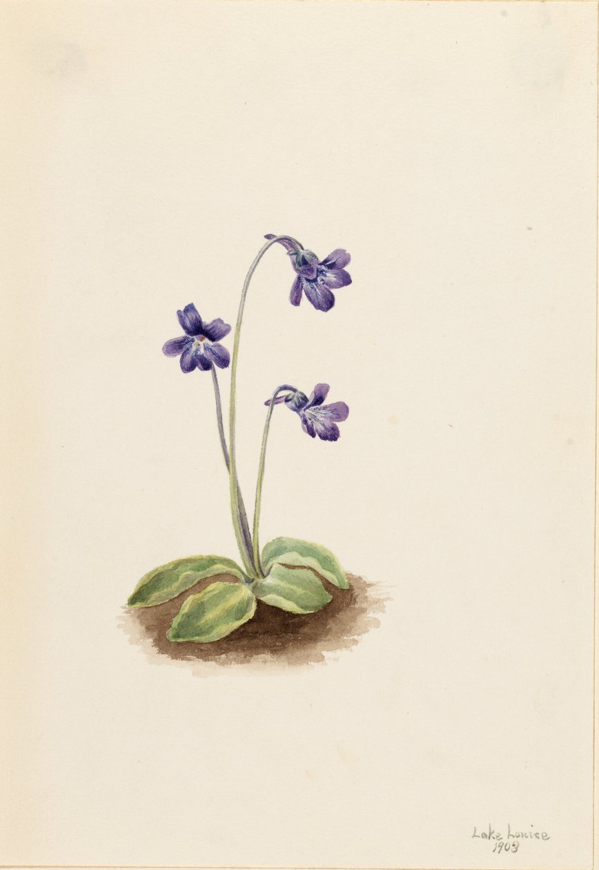 Nordlig smörblomma (Pinguicula vulgaris) av Mary Vaux Walcott