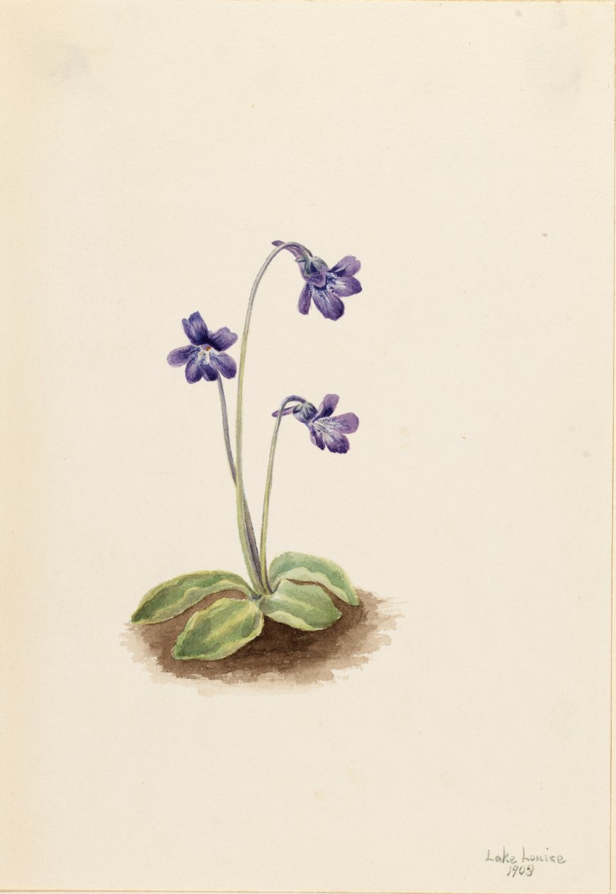 Nordlig smörört Pinguicula vulgaris, 1903. av Mary Vaux Walcott