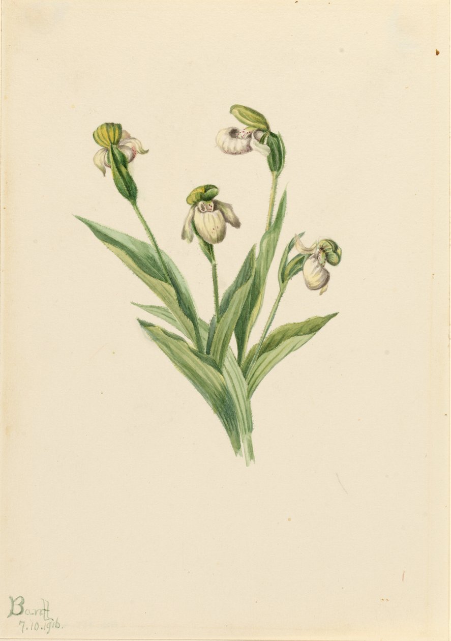Nordlig jungfrutoffla (Cypripedium passerinum) av Mary Vaux Walcott