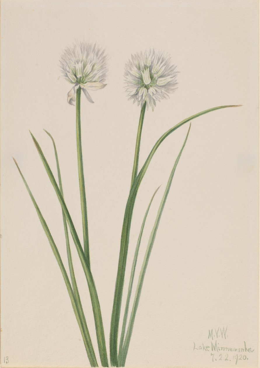 Nordlig lök (Allium sibiricum) av Mary Vaux Walcott