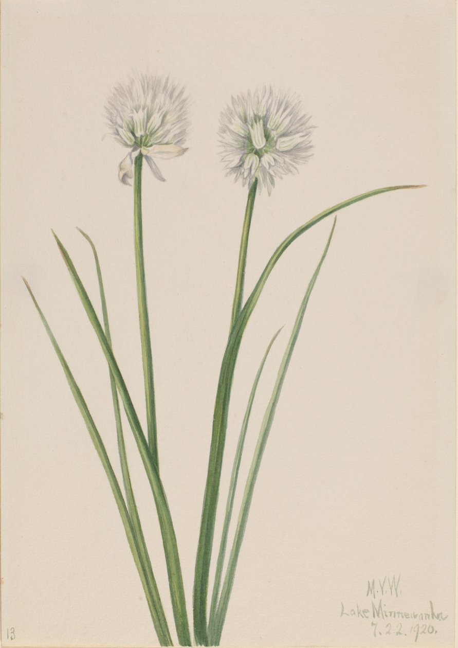 Nordlök Allium sibiricum, 1920. av Mary Vaux Walcott