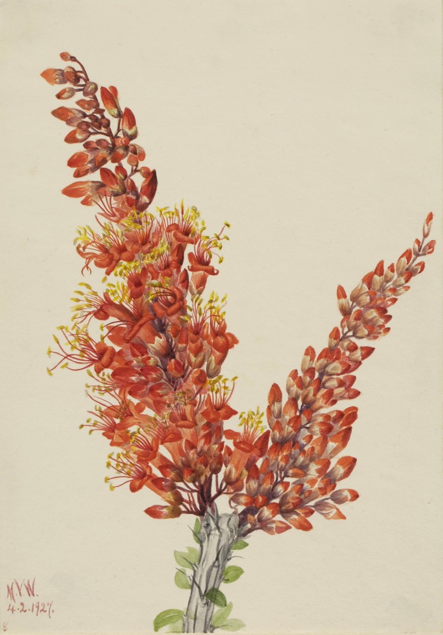 Ocotillo (Fouquieria splendens) av Mary Vaux Walcott