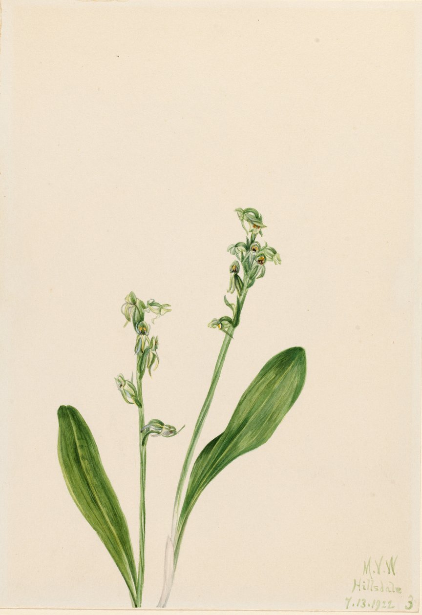 Enbladsorkidé (Habenaria obtusata) av Mary Vaux Walcott