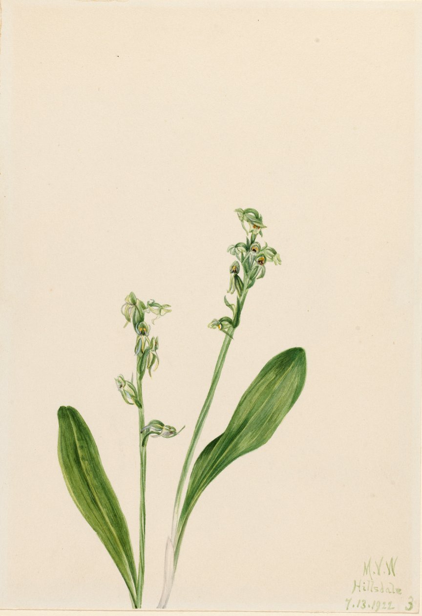 Enbladig-moss-orkidé Habenaria obtusata, 1922. av Mary Vaux Walcott