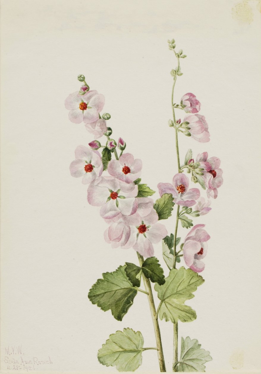 Orangeögd globmalva (Sphaeralcea davidsonii) av Mary Vaux Walcott