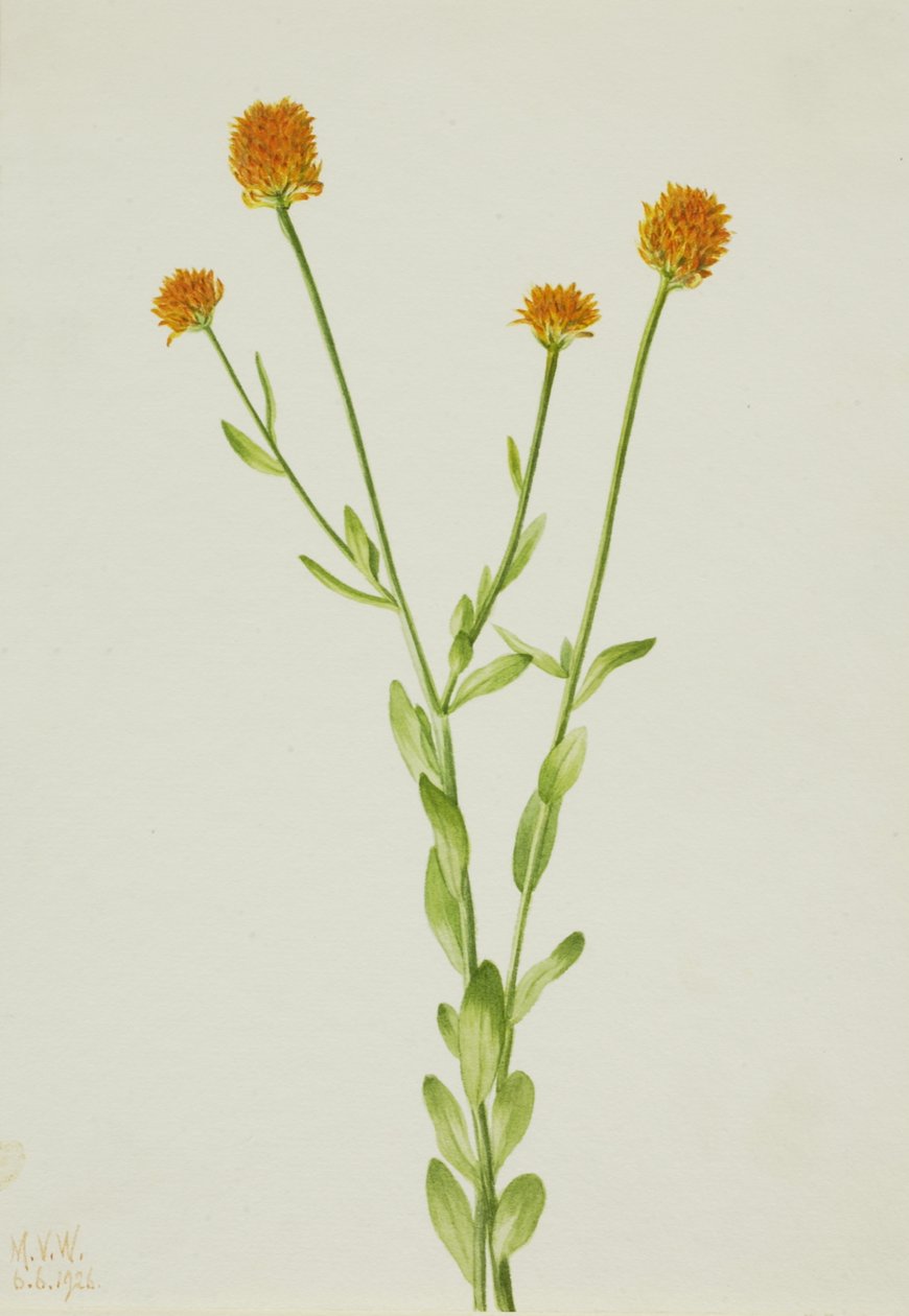 Orange Polygala Polygala lutea, 1926. av Mary Vaux Walcott