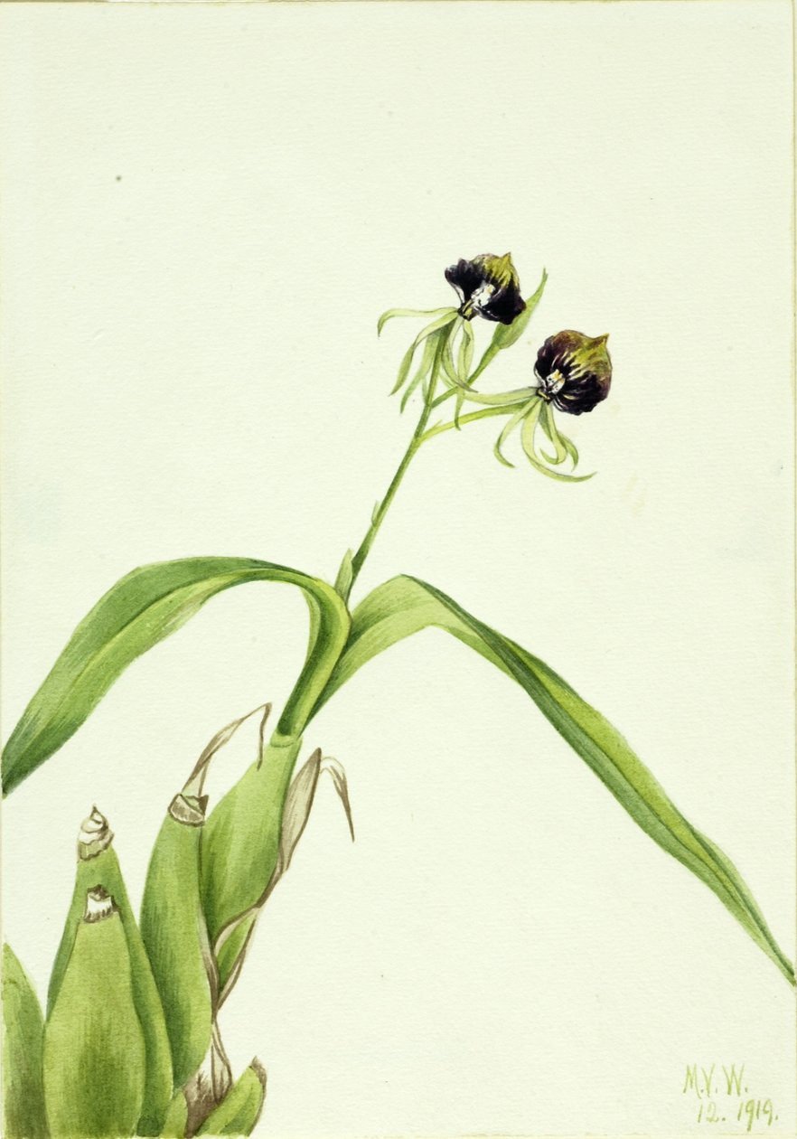 Orkidé (Epidendrum cochleatum) av Mary Vaux Walcott