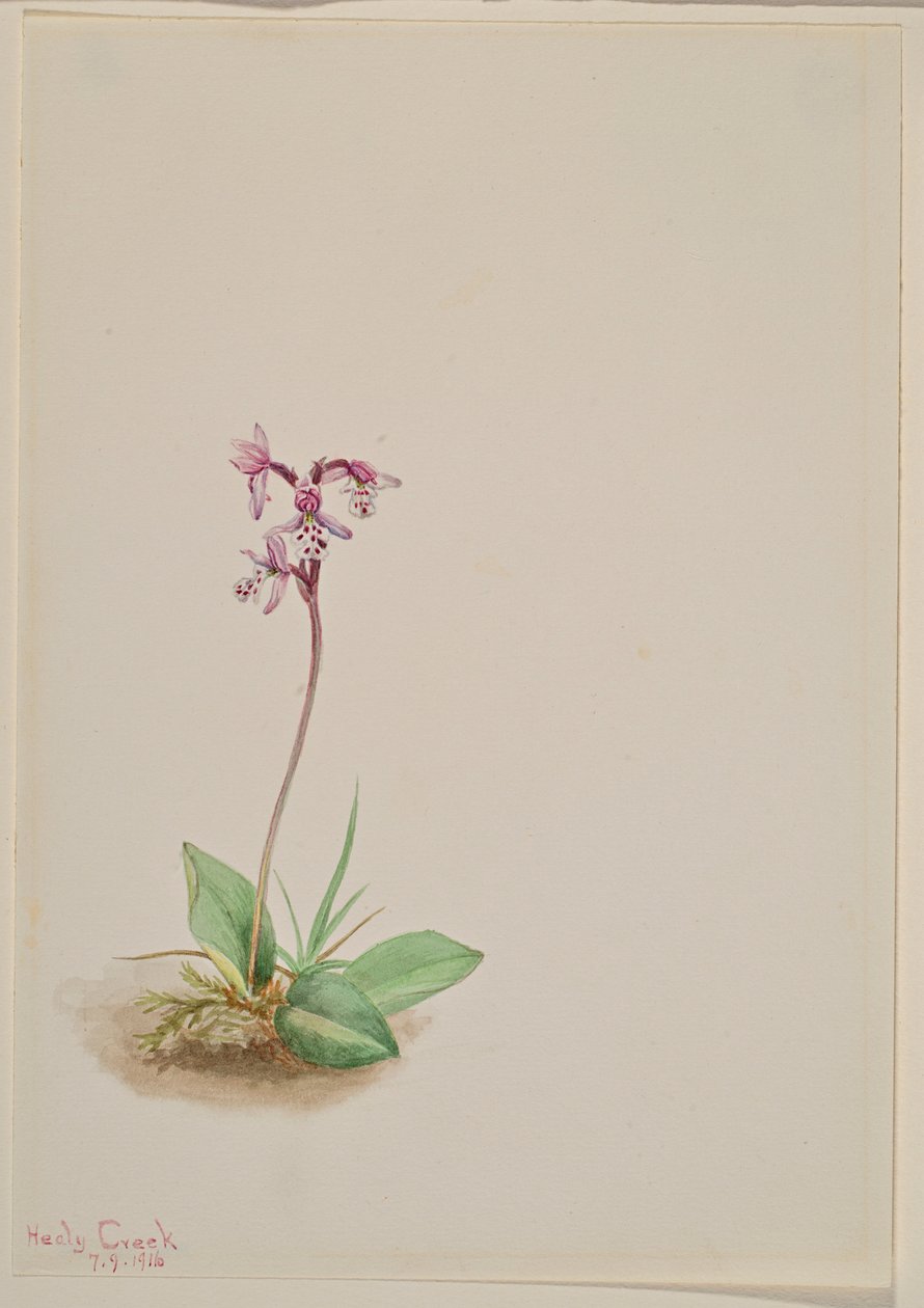 Orchis (Orchis rotundifolia) av Mary Vaux Walcott