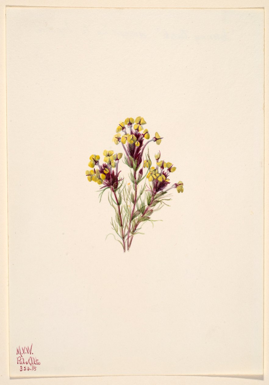 Ugglans klöver (Orthocarpus erianthus) av Mary Vaux Walcott