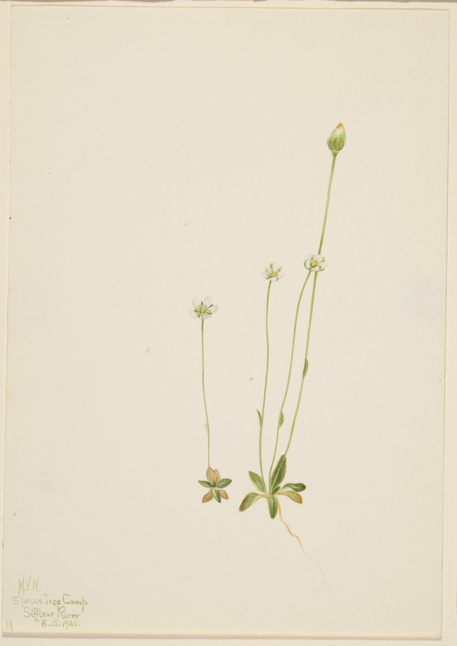 Oxytropis aepicola av Mary Vaux Walcott