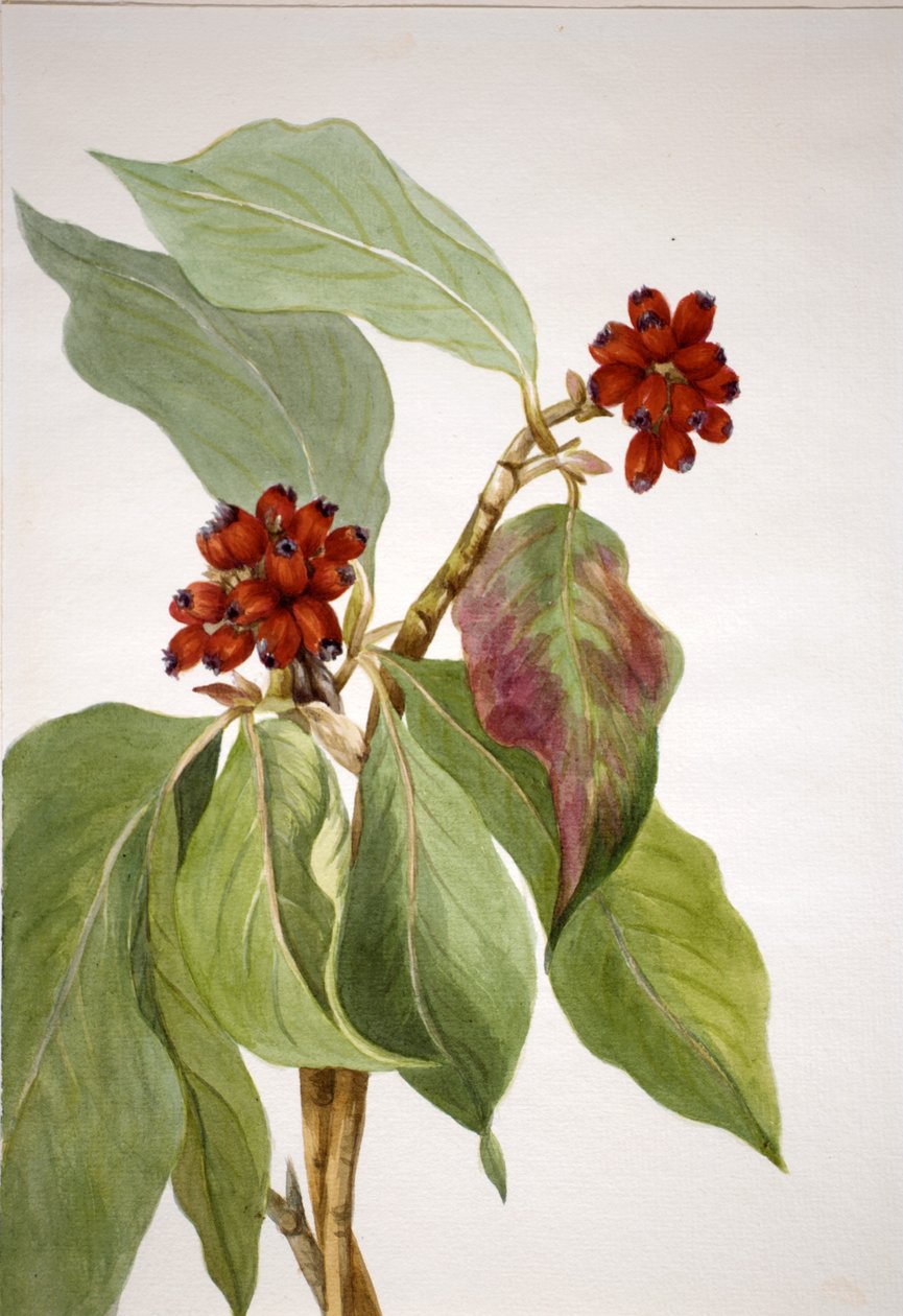 Stillahavskornell (Cornus nuttallii) av Mary Vaux Walcott