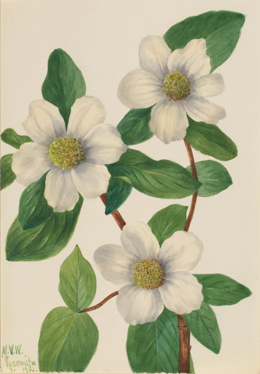 Pacific Dogwood Cornus nuttalli, 1933. av Mary Vaux Walcott