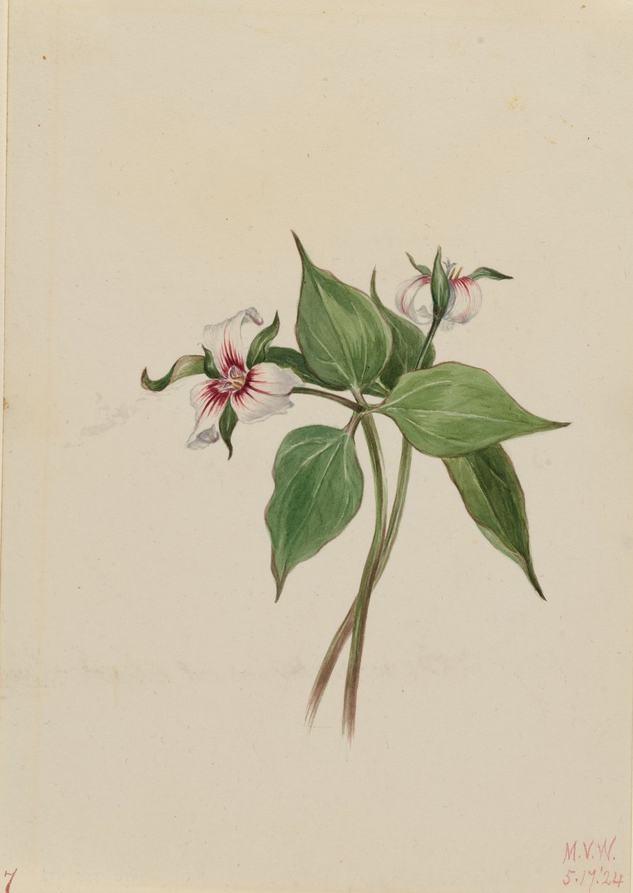 Målad trillium (Trillium undulatum) av Mary Vaux Walcott