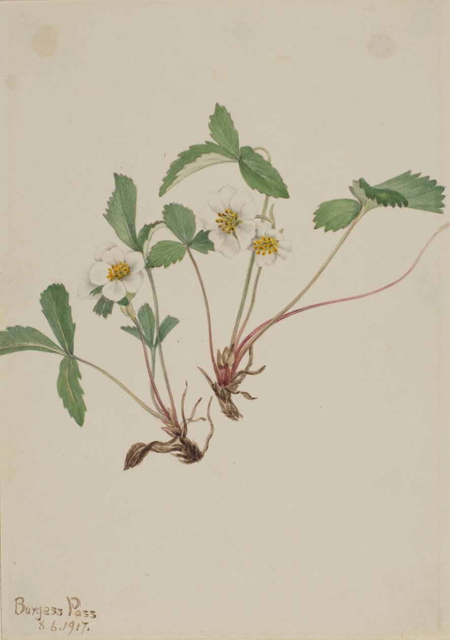 Blek jordgubbe (Fragaria glauca) av Mary Vaux Walcott