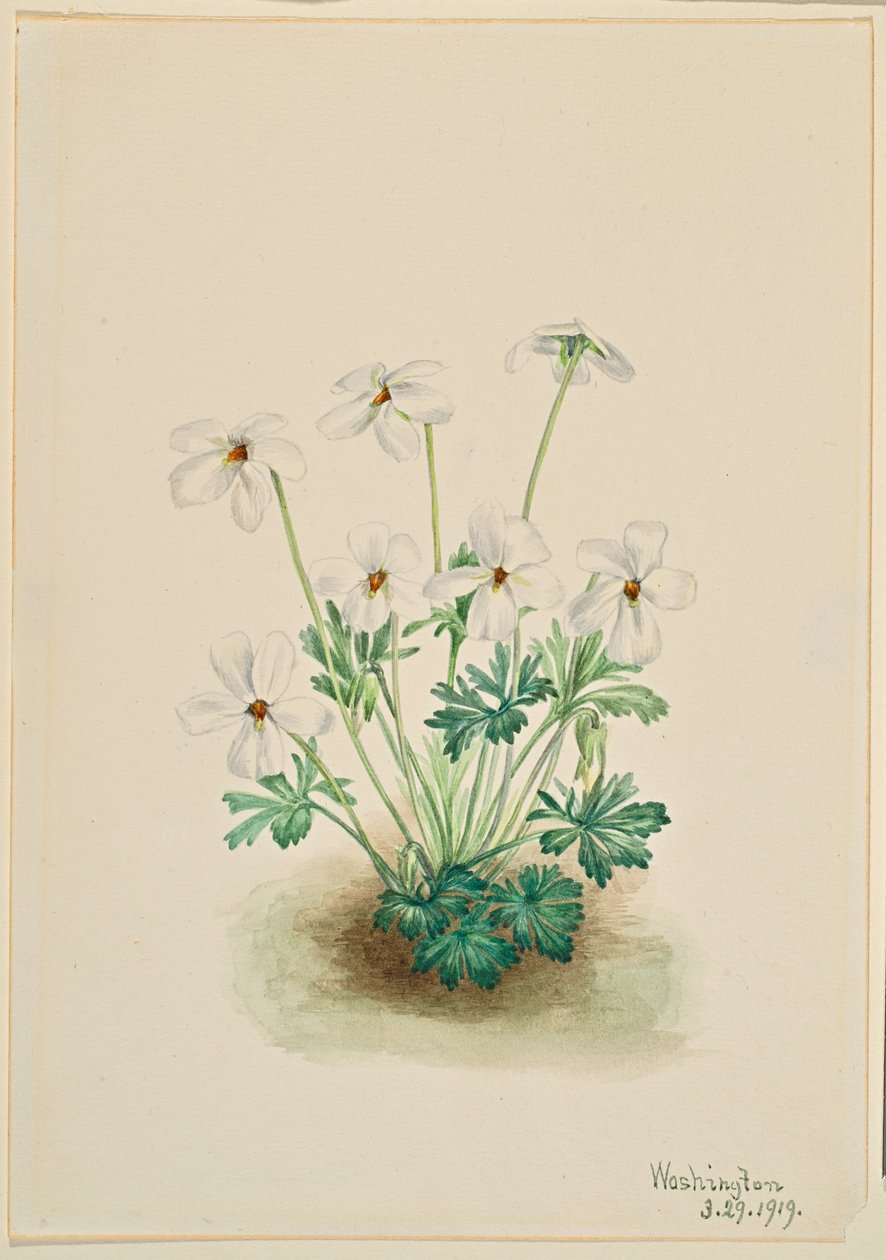 Penséviol (Viola pedata) av Mary Vaux Walcott