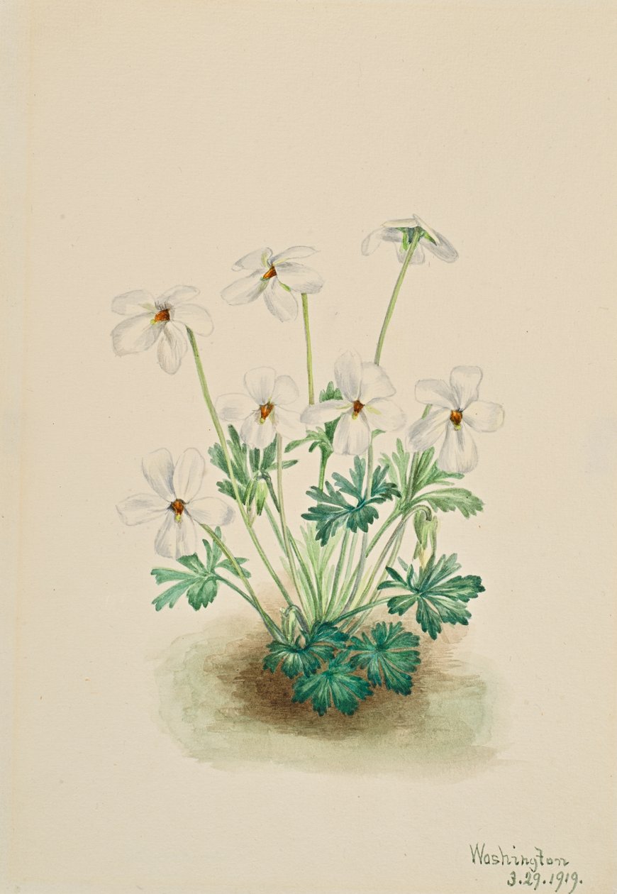 Pansy Violet Viola slitbana, 1919. av Mary Vaux Walcott