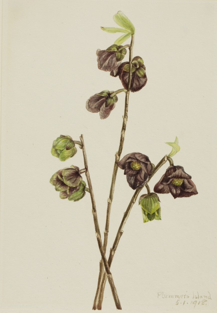 Papaya (Asimina triloba) av Mary Vaux Walcott