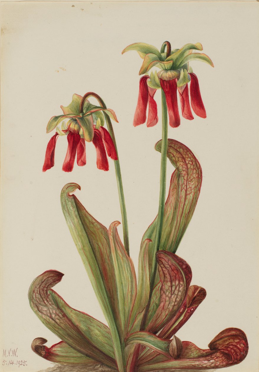 Krukväxt för papegojor (Sarracenia psittacina) av Mary Vaux Walcott