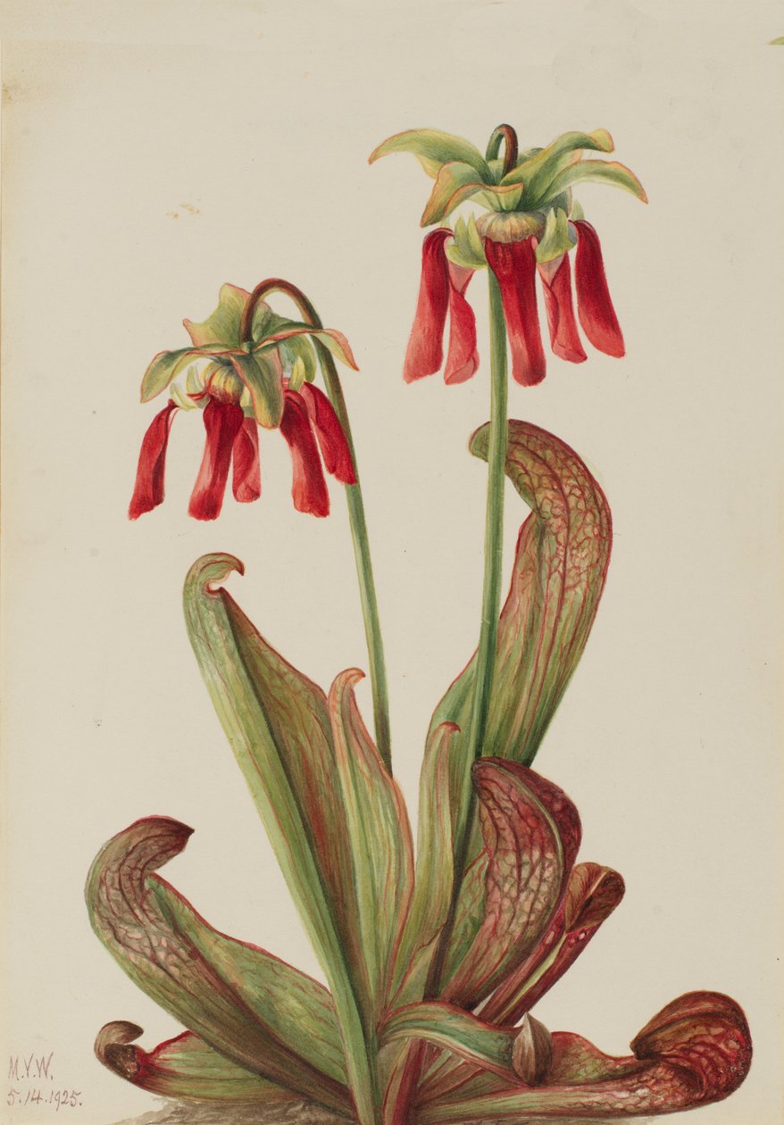 Papegojkanna Sarracenia psittacina, 1925. av Mary Vaux Walcott