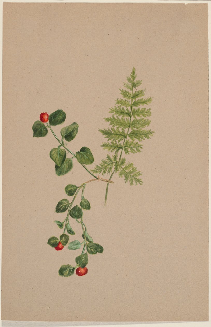 Partridgeberry (Mitchella repens) av Mary Vaux Walcott