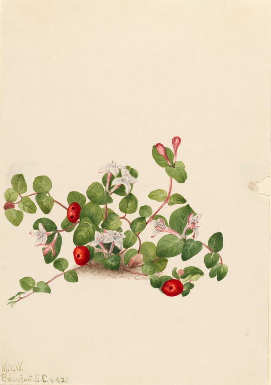 Partridgeberry (Mitchella repens) av Mary Vaux Walcott