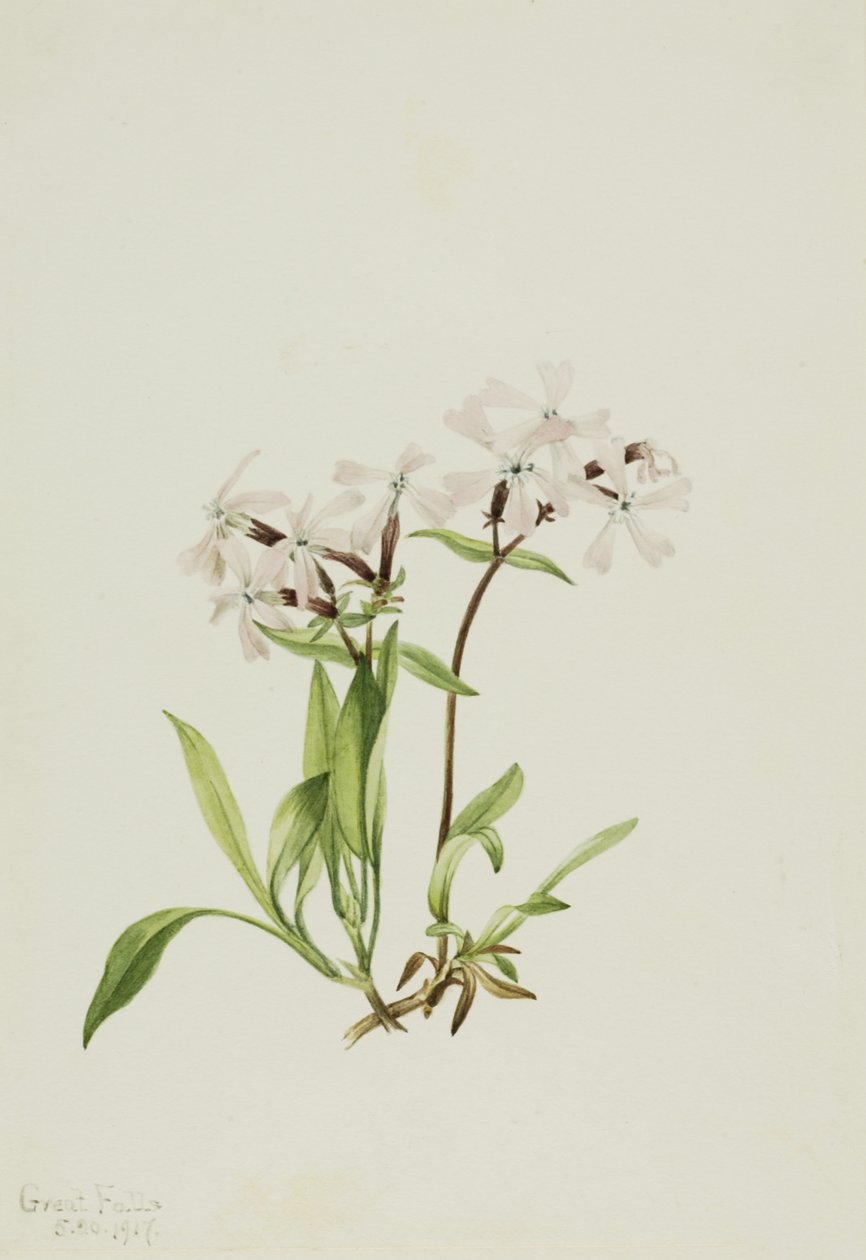 Peatpink Silene caroliniana, 1917. av Mary Vaux Walcott