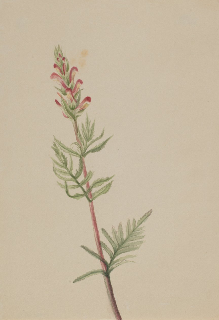 Pedicularis bracteosa av Mary Vaux Walcott