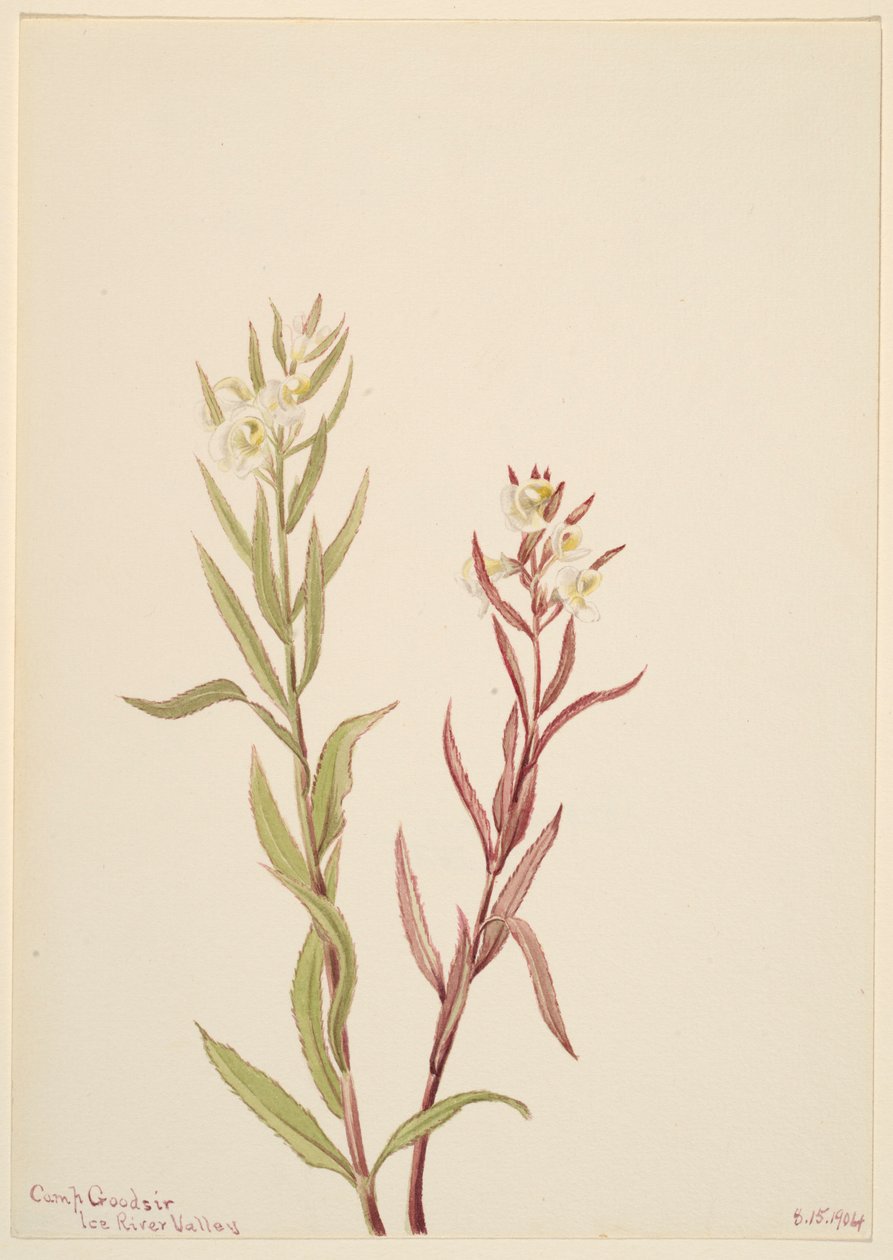 Pedicularis raremosa av Mary Vaux Walcott