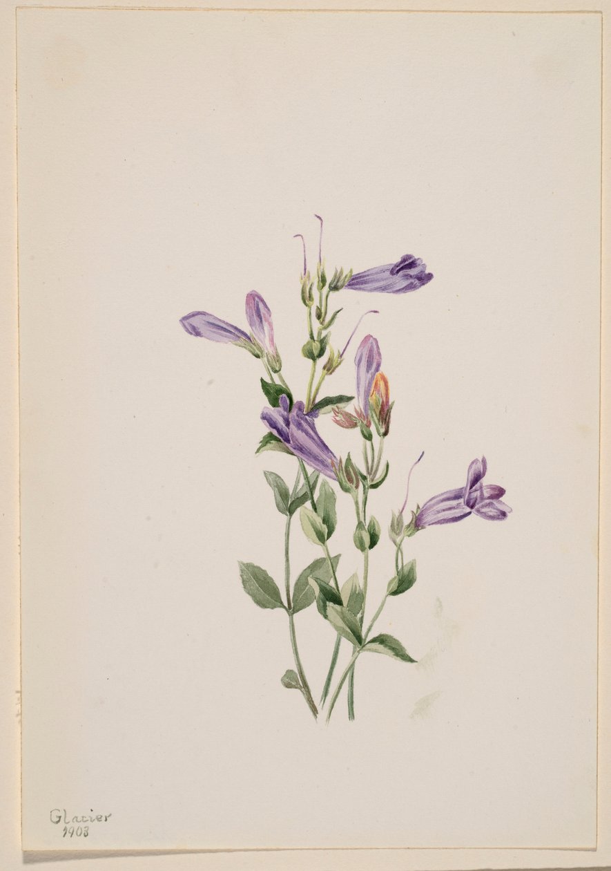 Penstemon (Penstimon fruiticosus) av Mary Vaux Walcott
