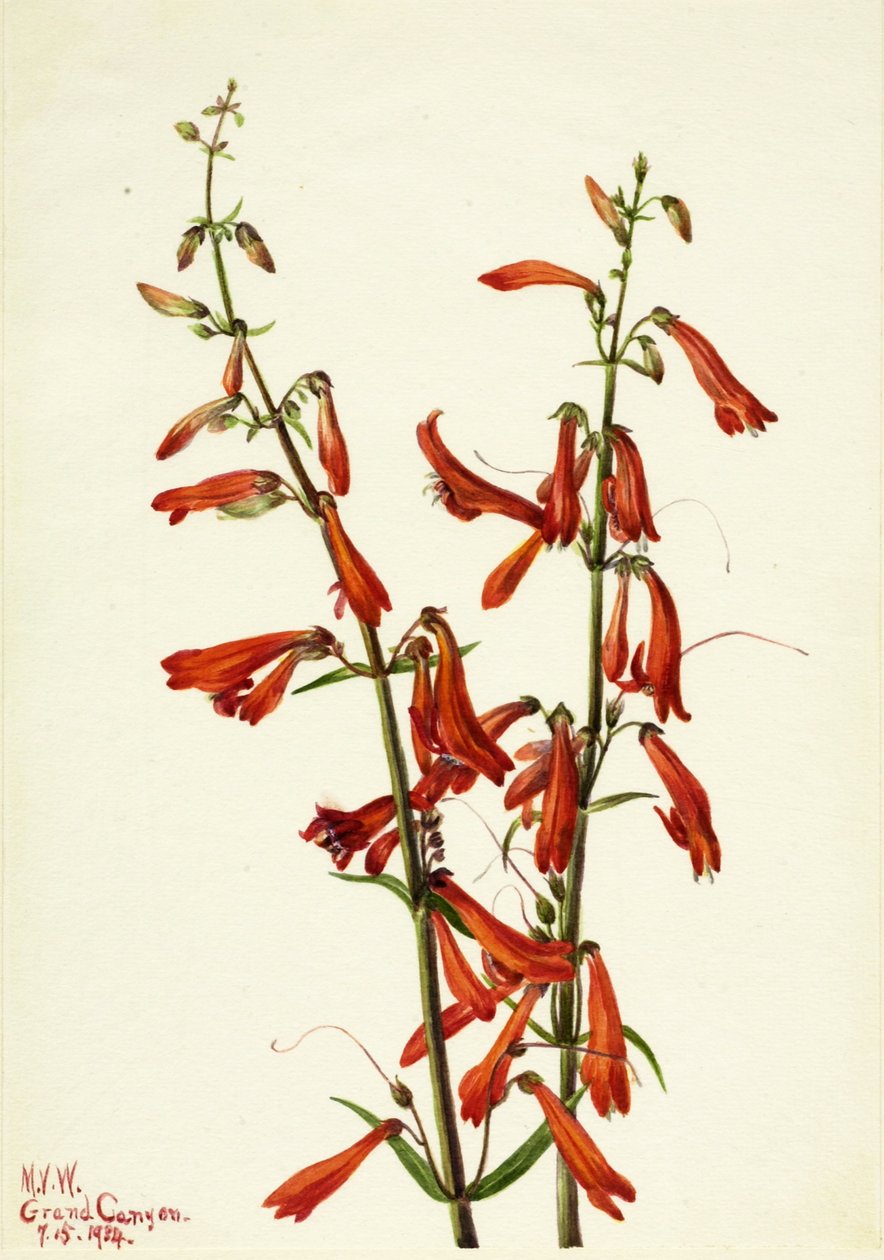 Pentstemon (Pentstemon barbatus) av Mary Vaux Walcott