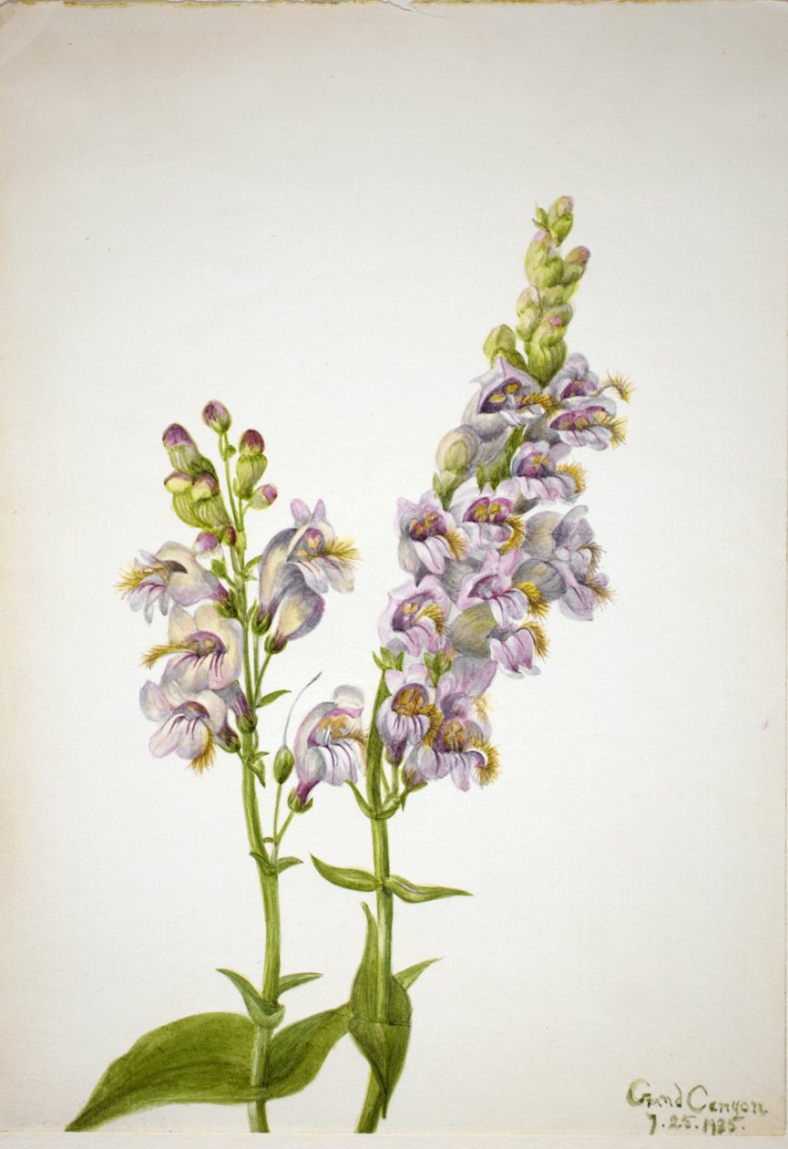 Pentstemon Pentstemon macranthus, 1935. av Mary Vaux Walcott
