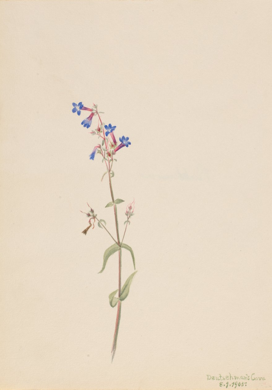 Penstemon Penstemon procerus, 1905. av Mary Vaux Walcott