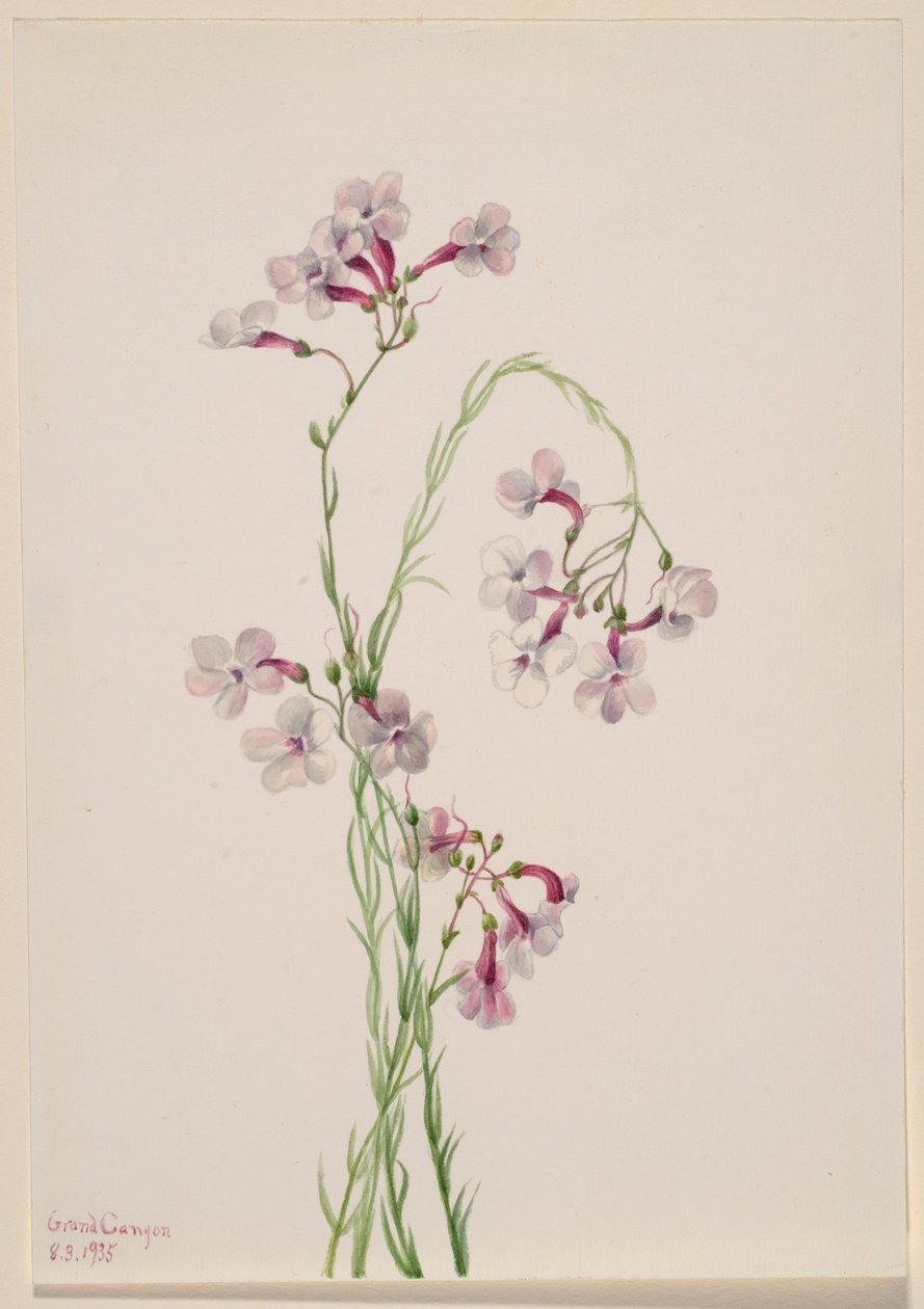 Pentstemon ambiguus av Mary Vaux Walcott